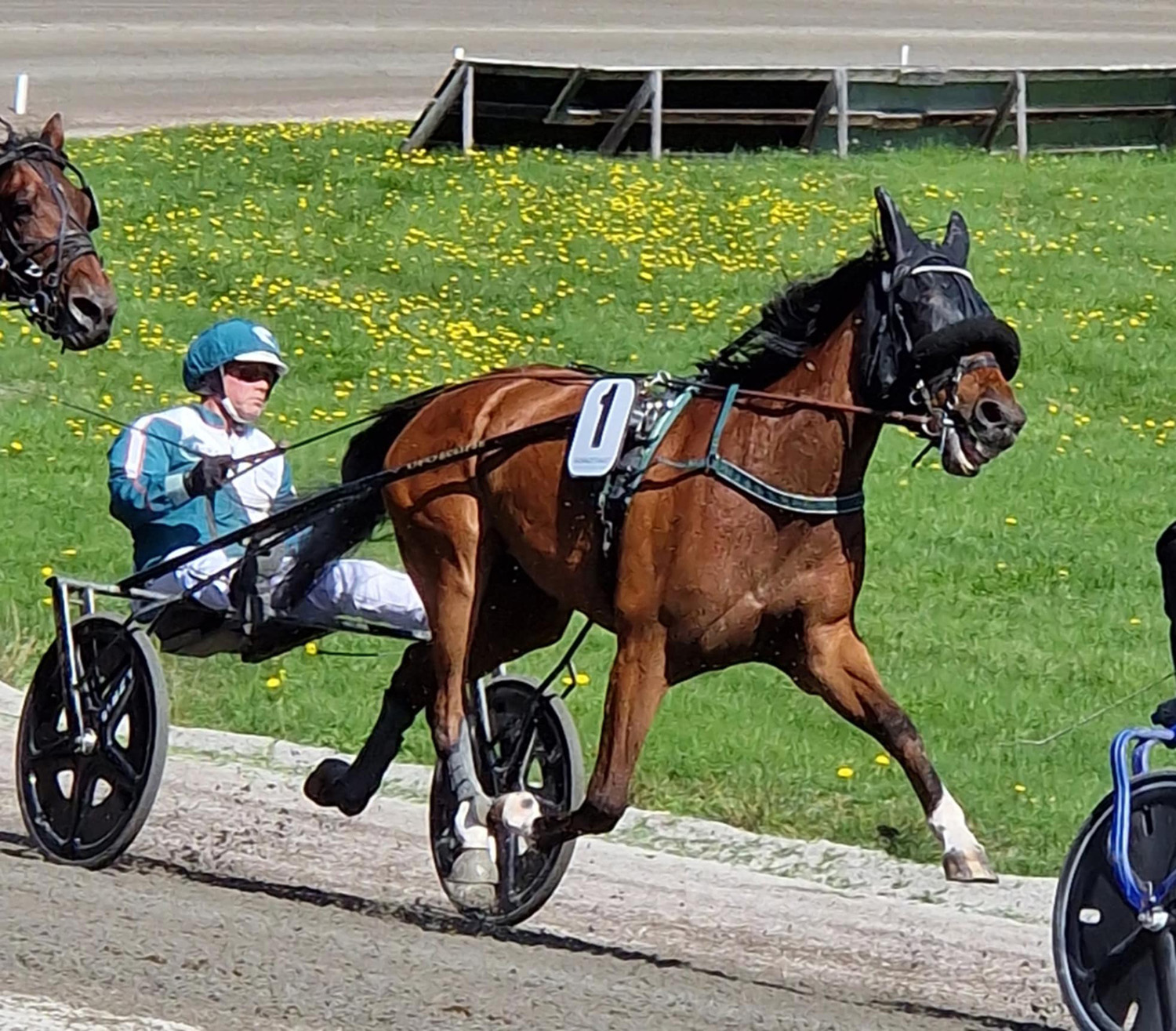 Futurity med Niclas Benzon i måndagens lopp på Årjäng. Foto; A.Lindblom